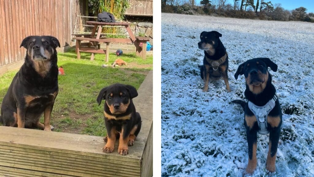 Estate planning for pet owners